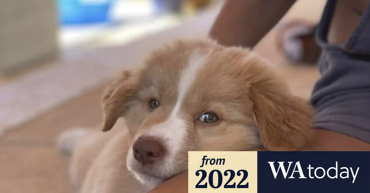 Perth puppies for sale online puppy scams cost West Australians